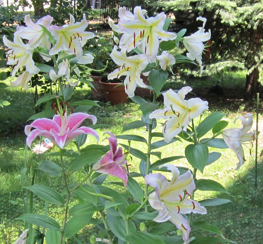 White Stargazers Lilies Painting by Glenda Crigger