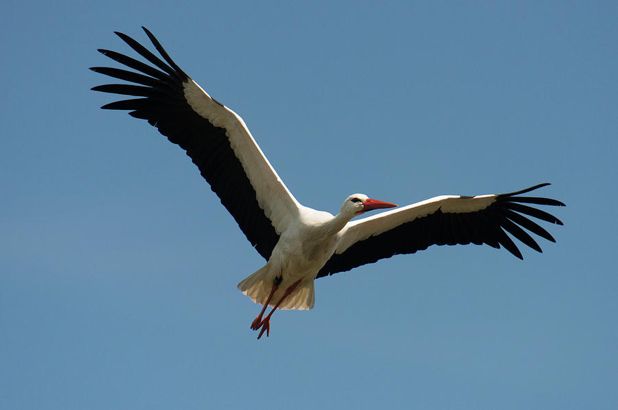 White Stork Belgium Photograph by Duncan Shaw