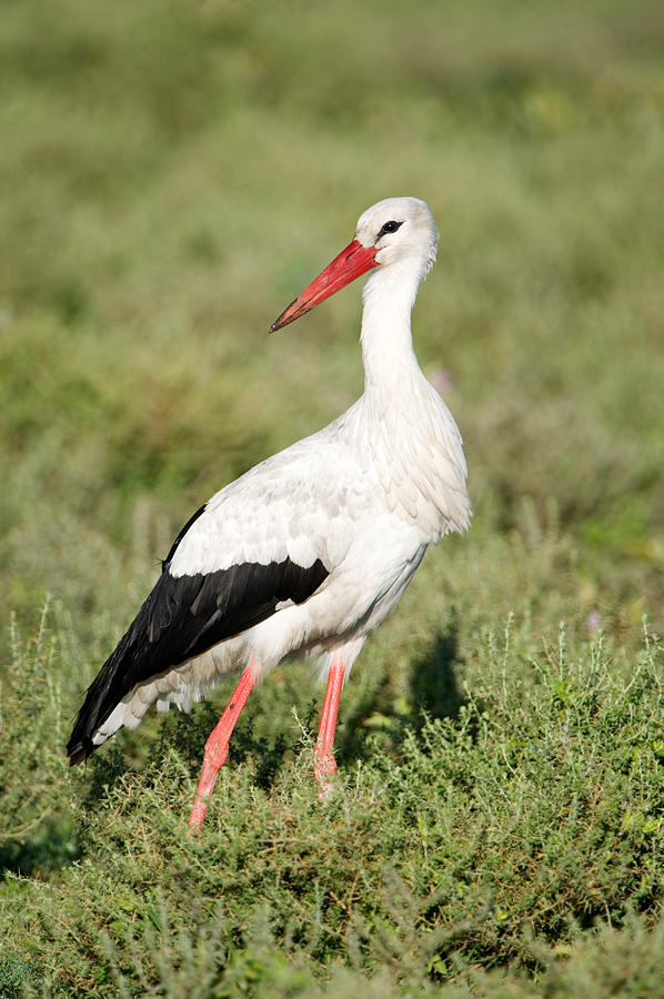 Stork Photograph - White Stork Ciconia Ciconia In A Field by Panoramic Images