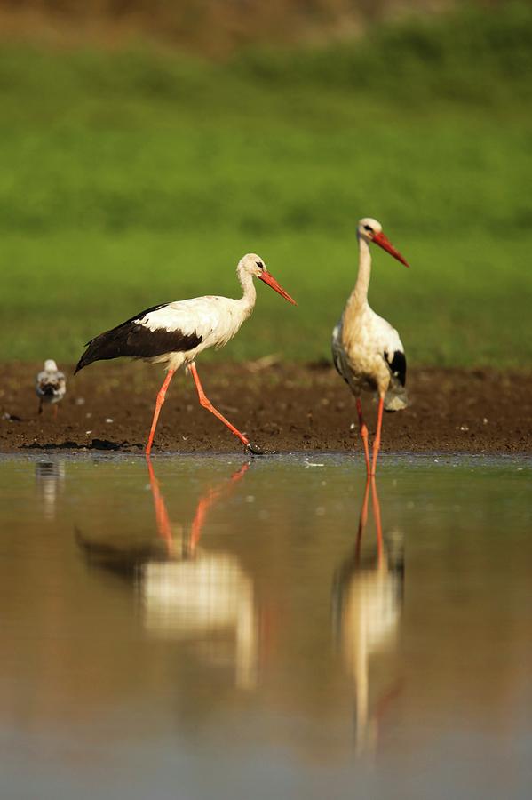 Stork Photograph - White Stork (ciconia Ciconia) by Photostock-israel
