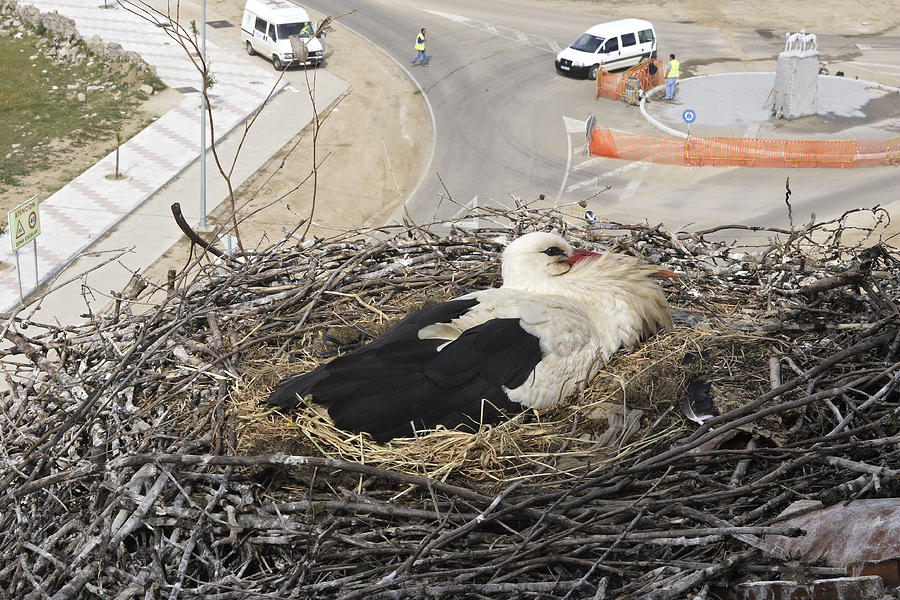White Stork In Nest Photograph by M. Watson