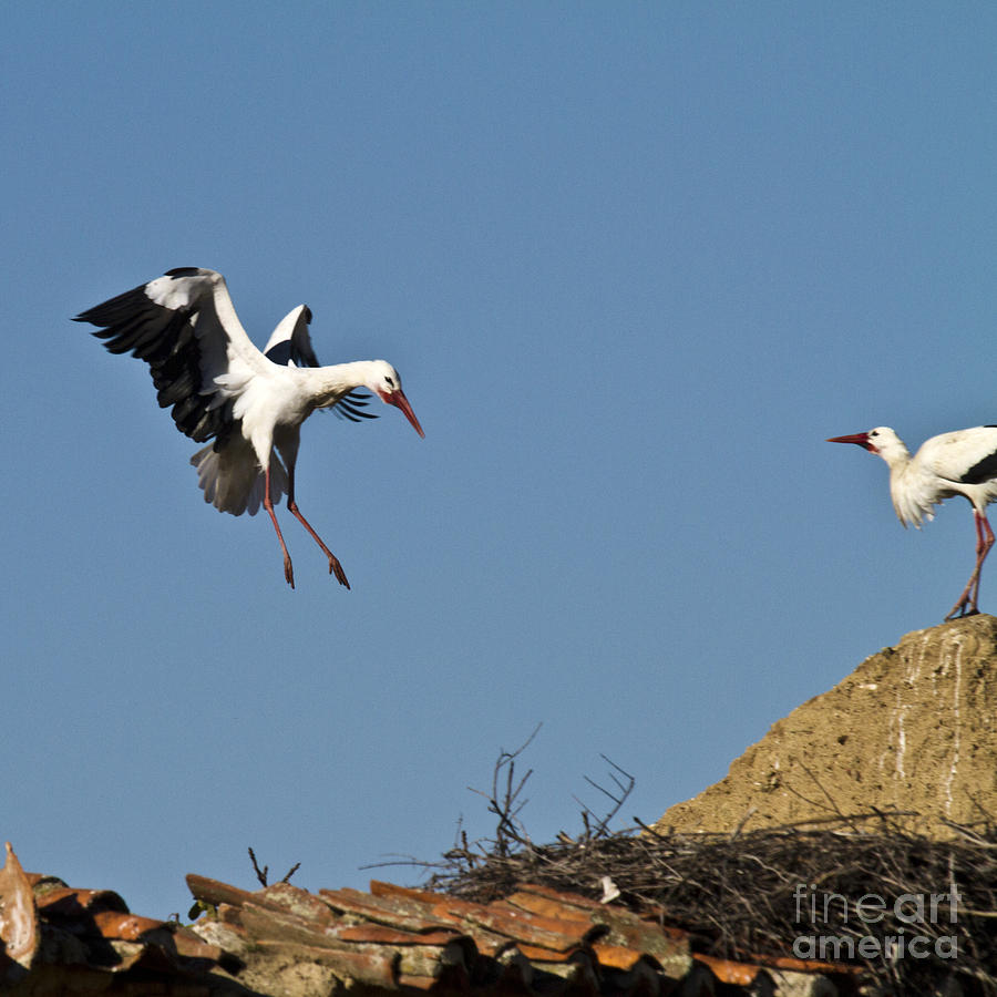 White Stork Landing Photograph by Heiko Koehrer-Wagner