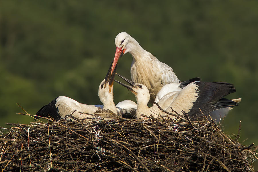 White stork Photograph by Mircea Costina Photography