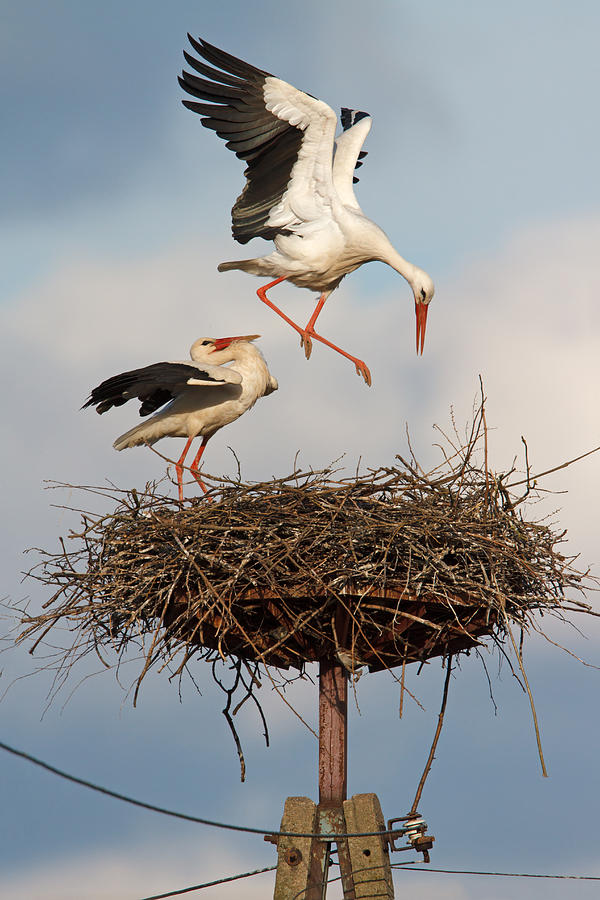 White Stork Pair At Nest Poland Photograph by Walter Soestbergen