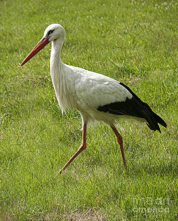 Nature Photograph - White Stork by Phyllis Taylor