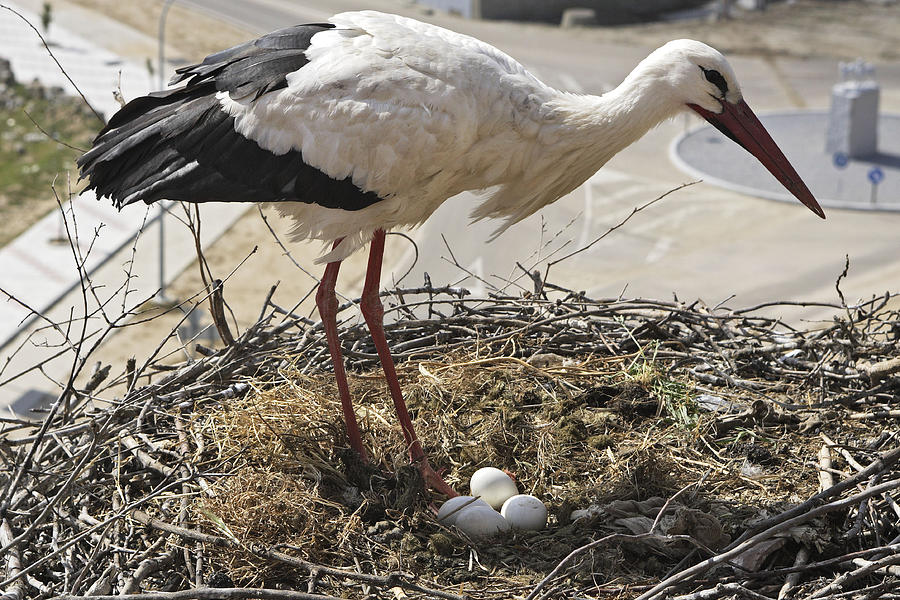 White Stork With Eggs Photograph by M. Watson