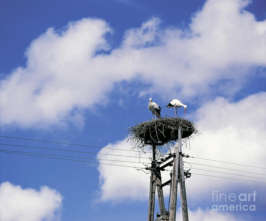 White Storks At Nest Photograph by H. Helfrich/Okapia