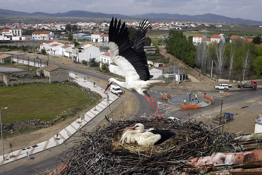 White Storks At Nest Photograph by M. Watson