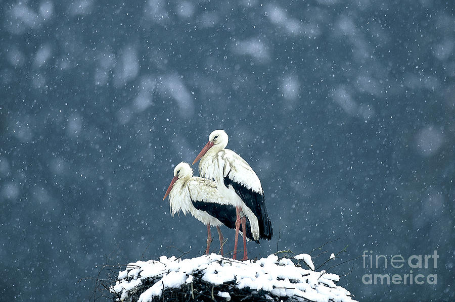 White Storks At Nest Photograph by Susanne Danegger/Okapia