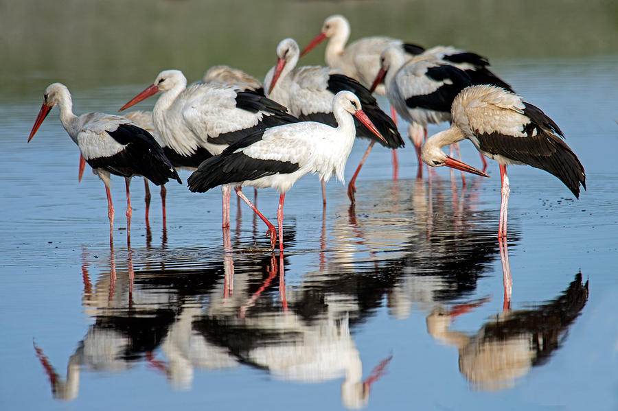 Nature Photograph - White Storks Ciconia Ciconia In A Lake by Panoramic Images