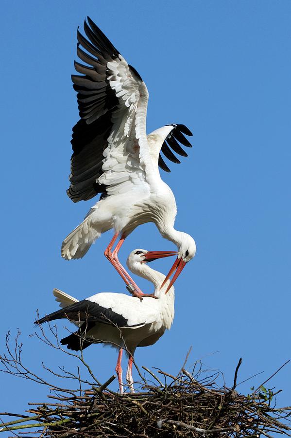 Bird Photograph - White Storks Courting by Bildagentur-online/mcphoto-rolfes