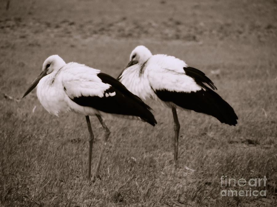 Stork Photograph - White storks by Gabriela Insuratelu