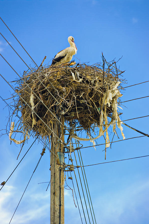 white storks of Pontolivado Photograph by Meirion Matthias