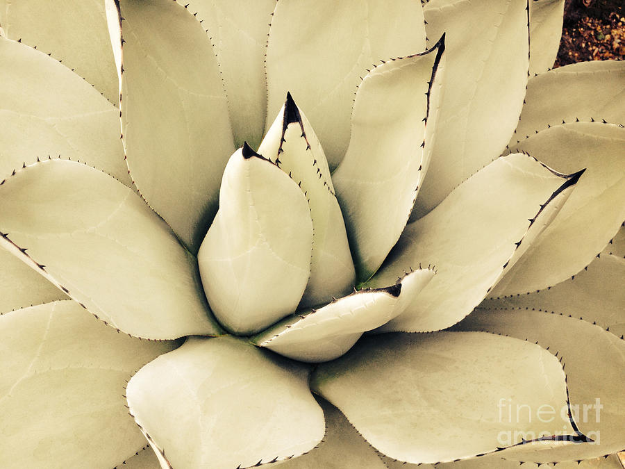 White Succulent Photograph by Jacklyn Duryea Fraizer