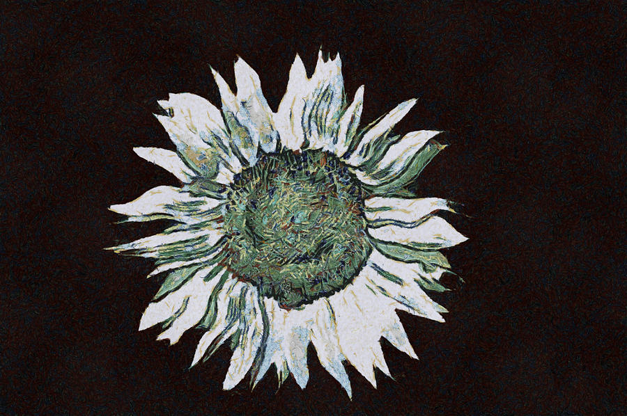 White Sunflower Digital Art by Roy Pedersen