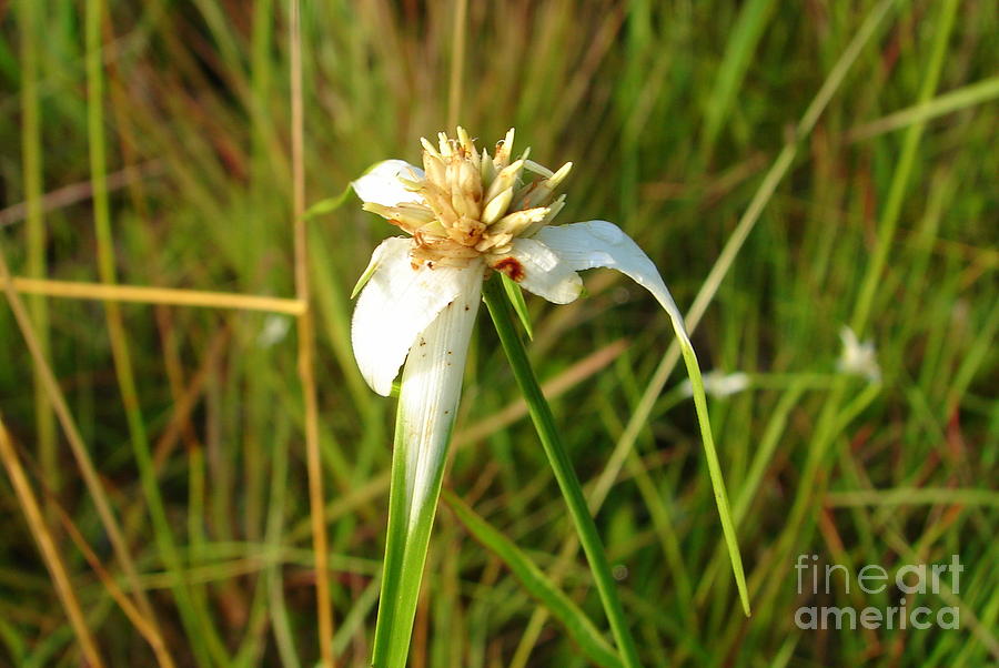 White Swamp Weed Photograph by Lew Davis Fine Art America