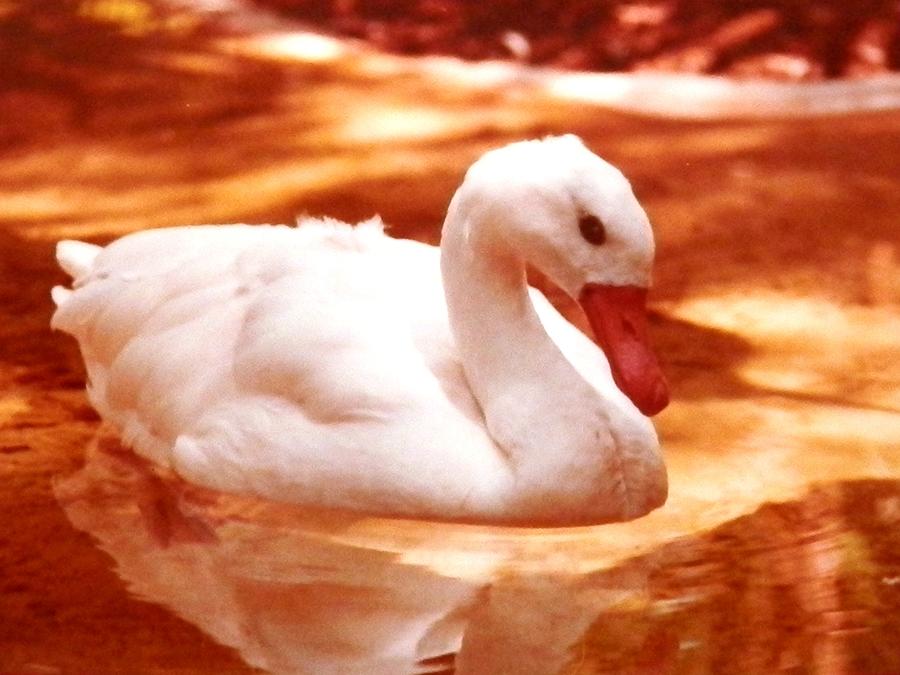 White Water Swan Beauty Photograph by Belinda Lee