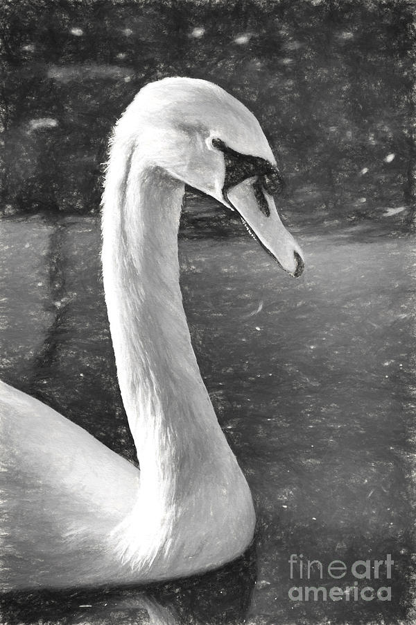 White Swan Photograph by Douglas Barnard