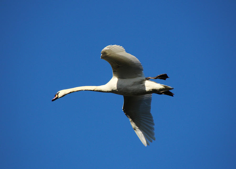 White Swan In Flight Photograph by Tom Conway