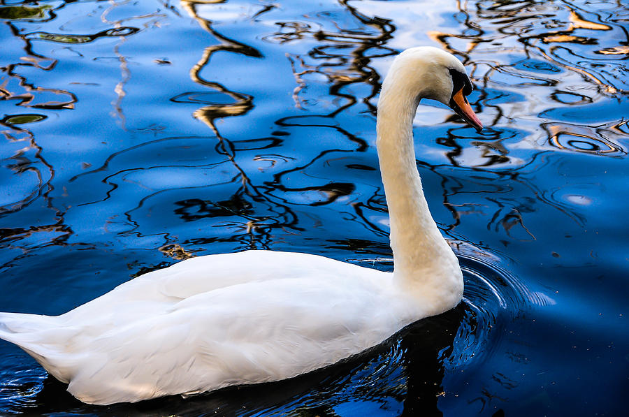 White Swan in the Reflective Water Photograph by Jenny Rainbow