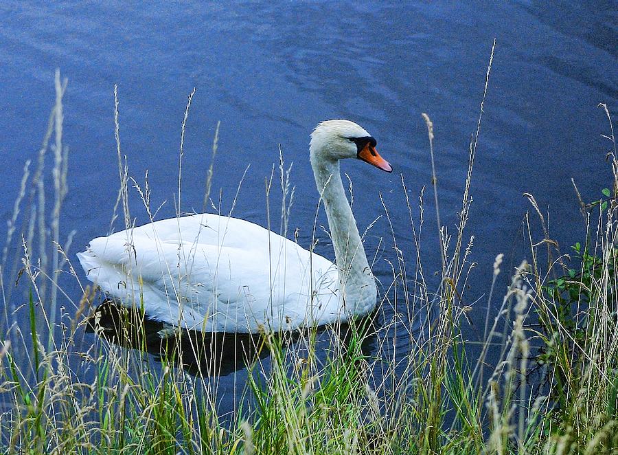 White Swan Photograph by Linda Phelps
