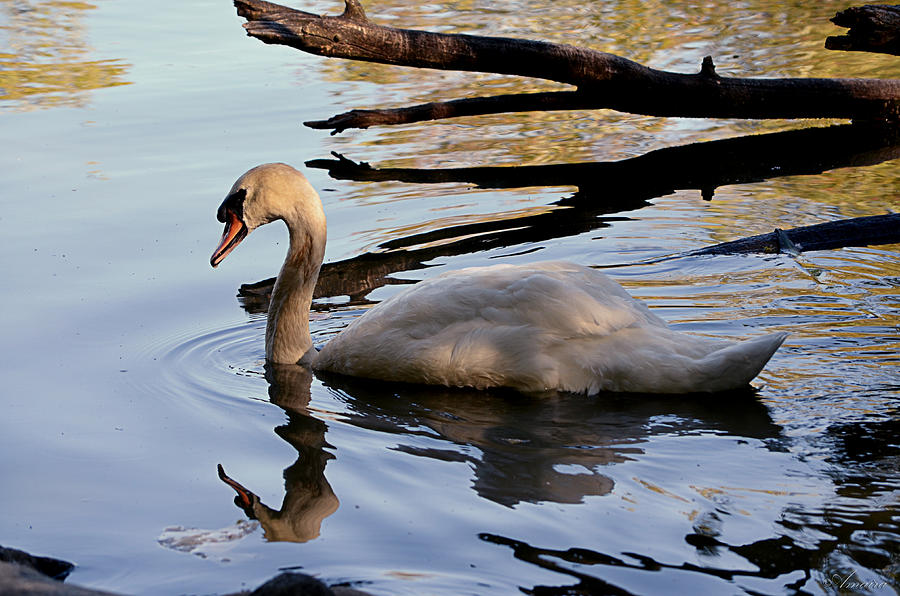 White Swan Photograph by Maria Angelica Maira