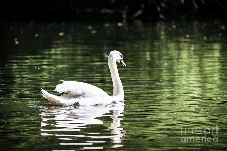White Swan Photograph by Matt Malloy