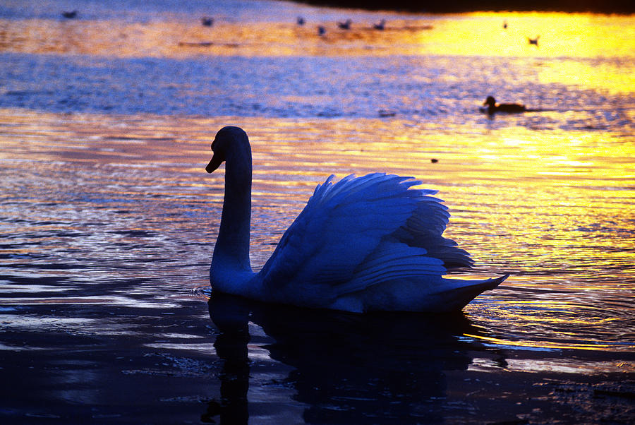 White Swan on Lake at Sunset Photograph by Gordon James