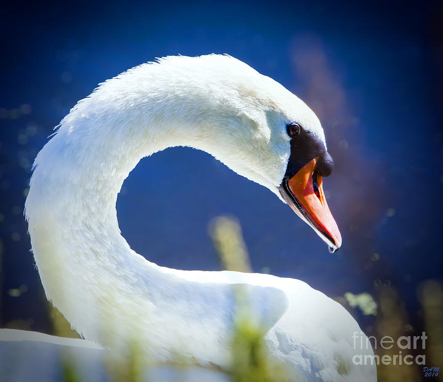 Swan Photograph - White Swan profile by David Millenheft