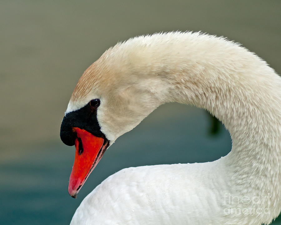 White Swan Profile Photograph by Stephen Whalen