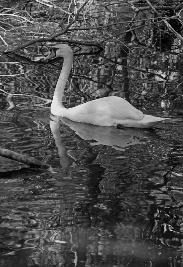 White Swan Series I - Black and White Photograph by Suzanne Gaff