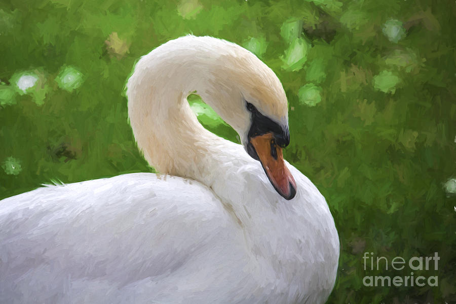 Bird Photograph - White swan by Sheila Smart Fine Art Photography