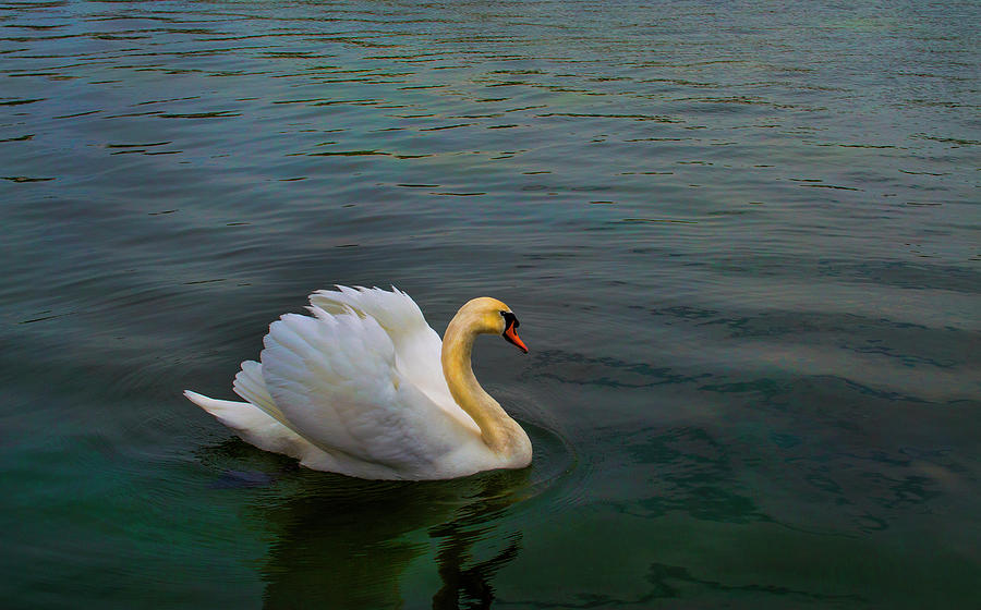 White Swan Shows Off His Feathers Photograph by Elfi Kluck