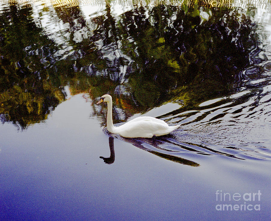 Nature Photograph - Nature reborn. White Swan Solitary in Colour  Imagery by Richard Morris