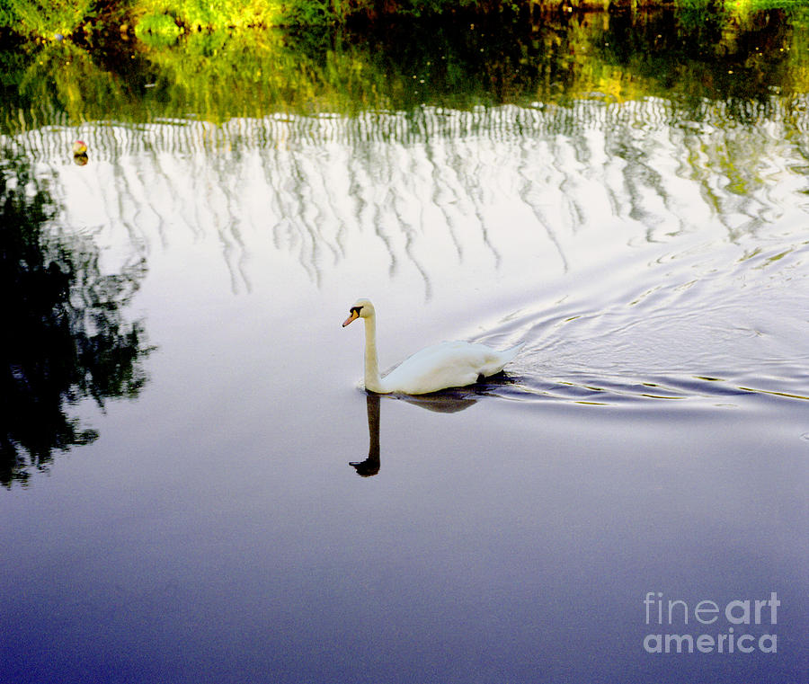 Imagery Photograph - White swan solitary in colour by Richard Morris