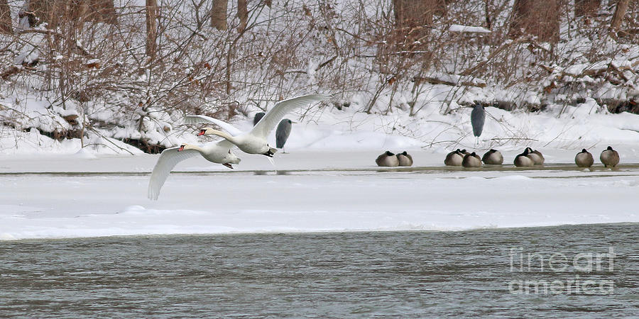 White Swans In Flight 1572 Photograph