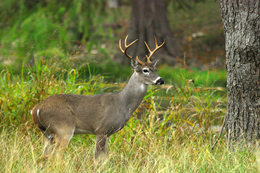 White Tail 7 Photograph by Robert Anschutz - Fine Art America