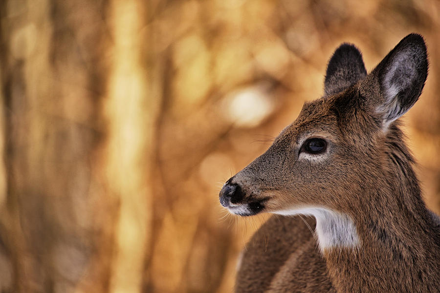 Deer Photograph - White Tail Beauty by Karol Livote