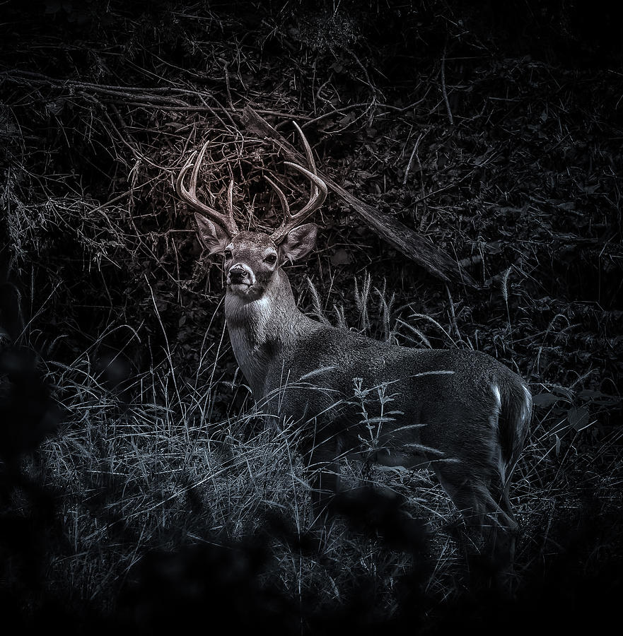 White Tail Buck Photograph by John Johnson