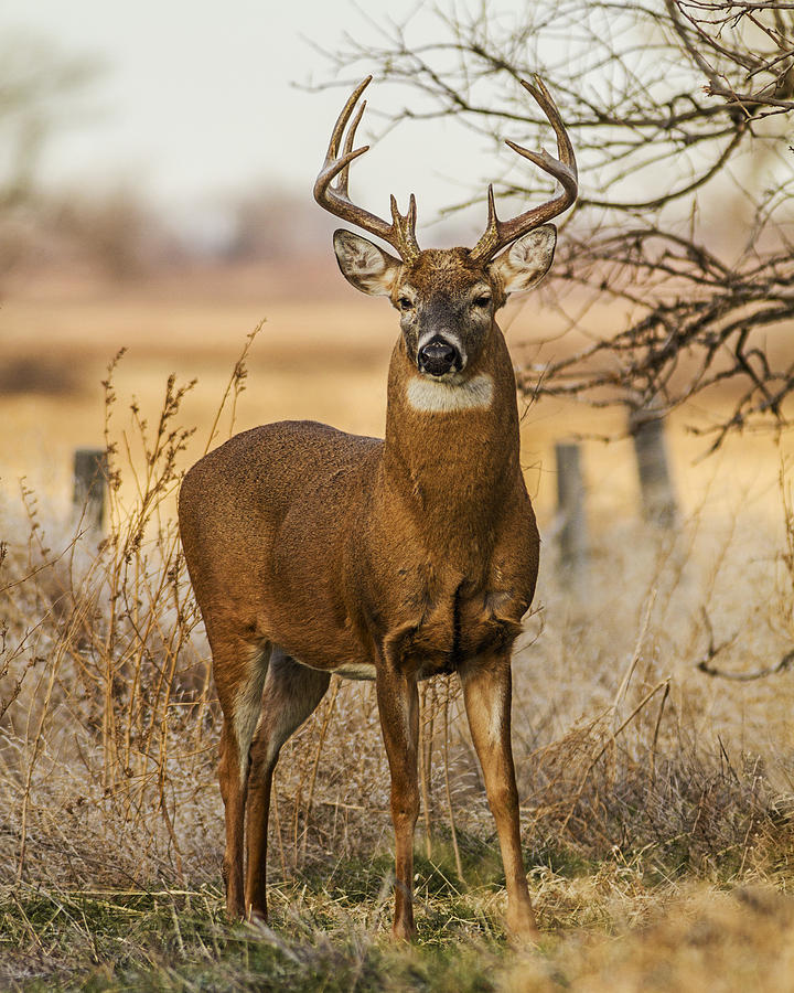White-tail Buck Photograph by Rob Graham