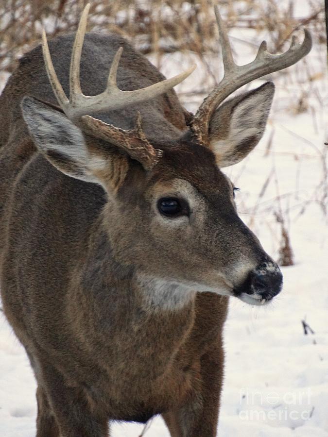 Deer Photograph - White Tail Buck by Scott Bennett