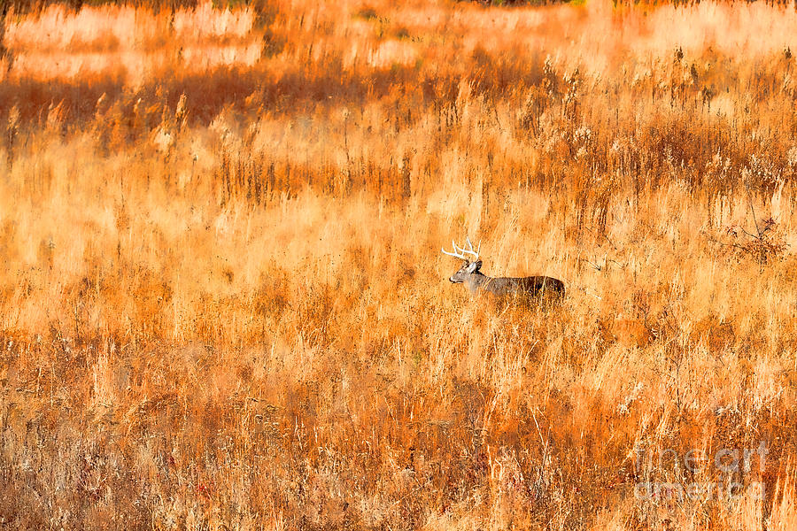 White tail crossing golden field Photograph by Dan Friend