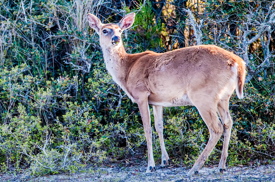 White Tail Deer Bambi In The Wild Photograph by Alex Grichenko