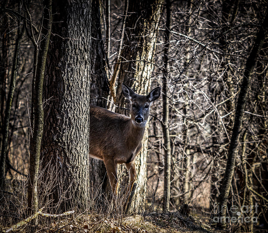 White Tail Deer Between Trees Photograph by Ronald Grogan