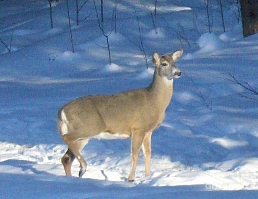 White Tail Deer Photograph by Brenda Brown
