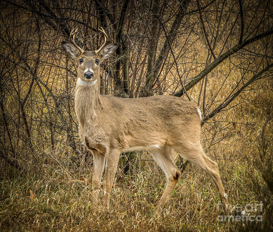 White Tail Deer Buck Photograph by Ronald Grogan