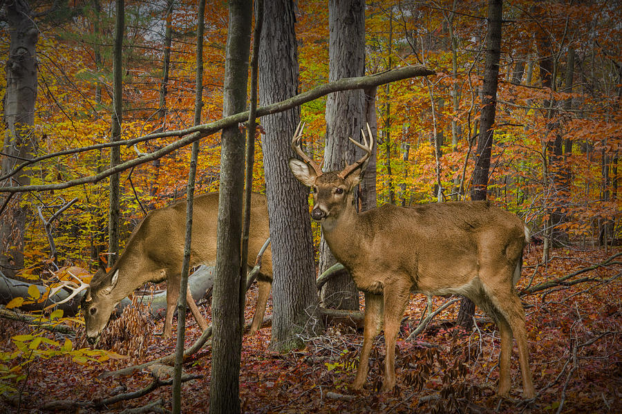 White Tail Deer Bucks in an Autumn Woodland Forest Photograph by Randall Nyhof
