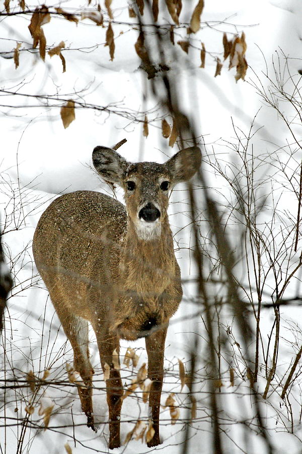 White Tail Deer in Snow Photograph by Alan Hutchins
