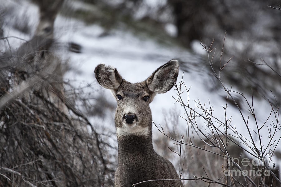 White Tail Deer in the Snow Photograph by Douglas Barnard