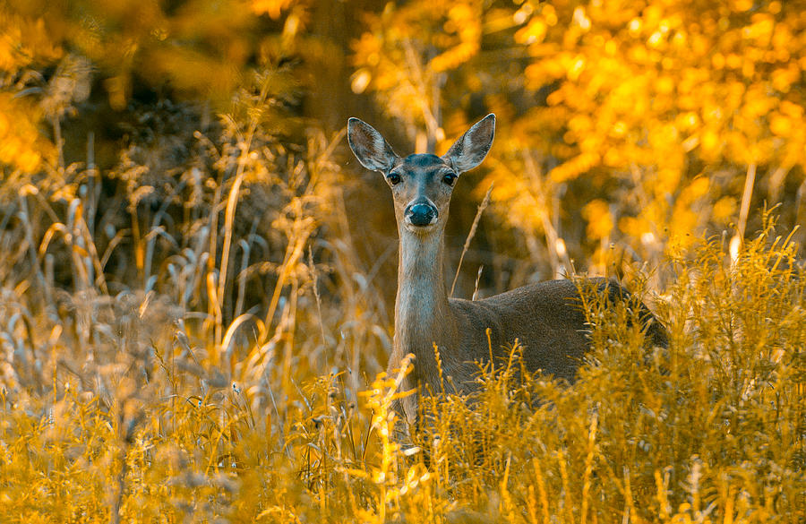 White Tail Deer Photograph by John Johnson